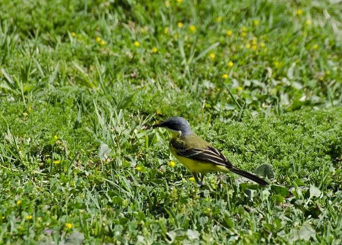 Cutrettola, quale sottospecie?